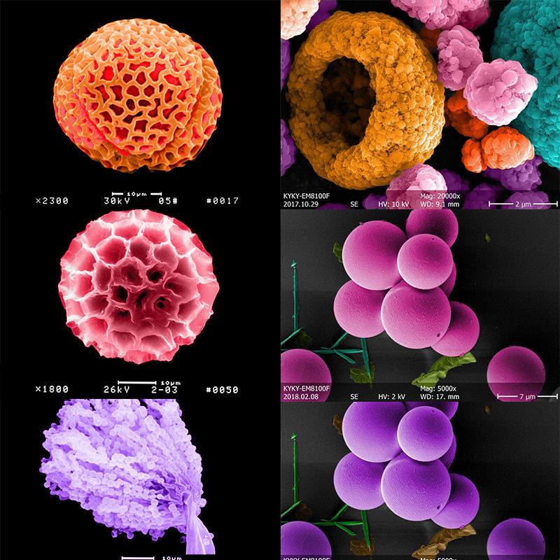 1x~600000x Emission Scanning Electron Microscope Schottky Gun A63.7080 Std Feg Sem